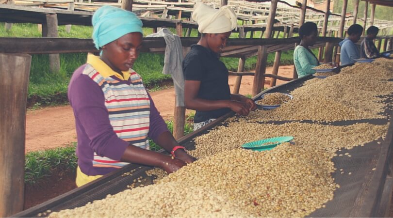 Vortrocknen des Kaffees
