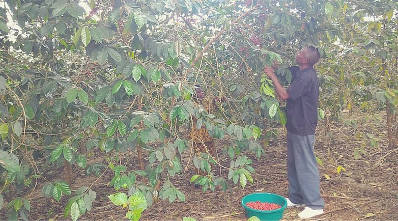 Kaffee-Ernte Musasa-Kooperative, Kaffee-Kooperative.de