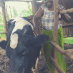 Odette mit ihrer Kuh