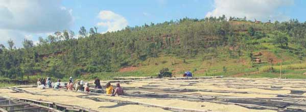 Kaffee Sonnentrocknung