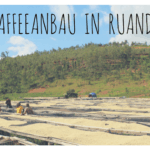Kaffeeanbau in Ruanda