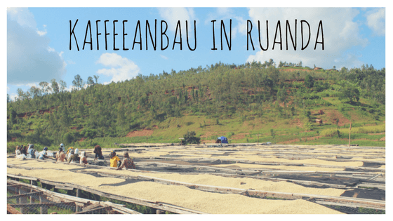 Kaffeeanbau in Ruanda