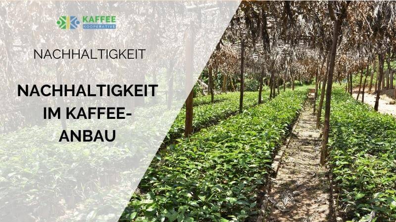 Nachhaltigkeit im Kaffeeanbau
