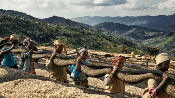 frauen tragen getrockneten kaffee