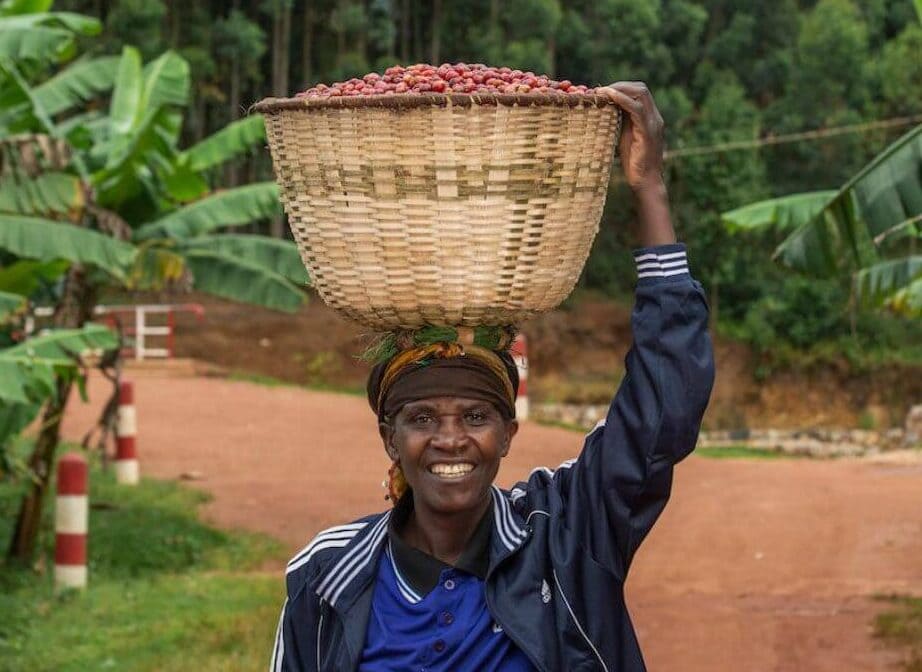 Bäuerin mit Korb voller frischer Kaffeekirschen