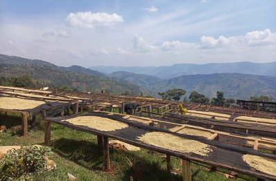 Kaffeefeld mit Vulkanbergen im Hintergrund