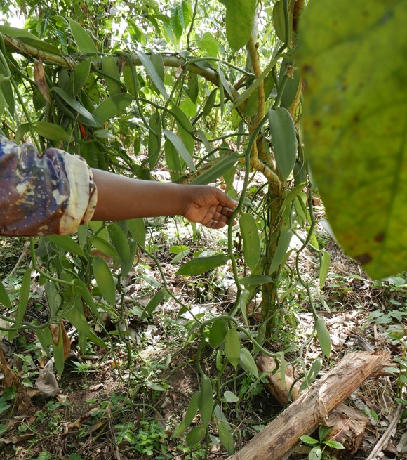 Permakultur im Anbau: Vanille und Kaffee werden zusammen gepflanzt