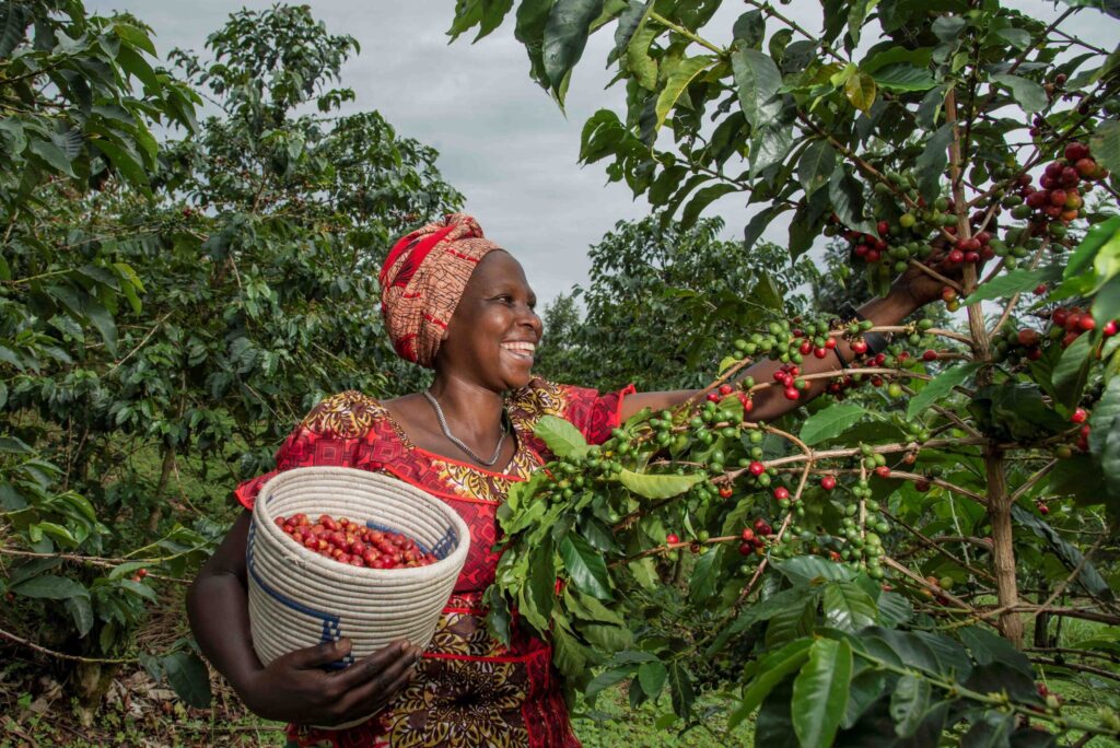 Bäuerin in Ostafrika bei der Kaffeeernte