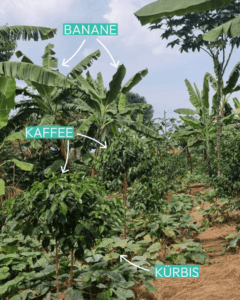 Schattenbäume auf dem Kaffeefeld