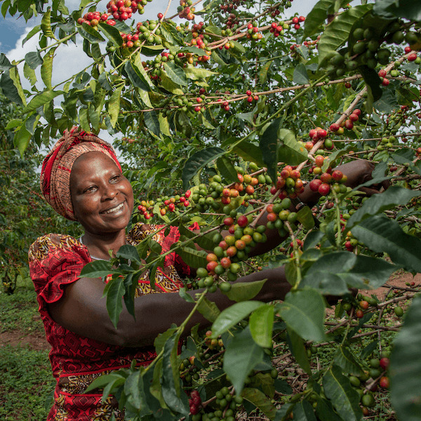 Bäuerin bei der Ernte von Kaffeekirschen
