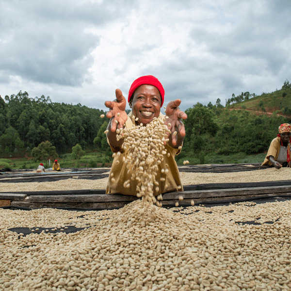 Bäuerin mit Kaffeebohnen am Trockenbett.