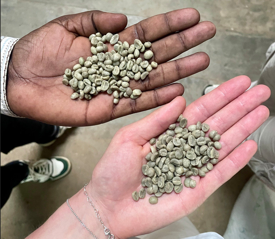 Rohkaffee auf der Hand