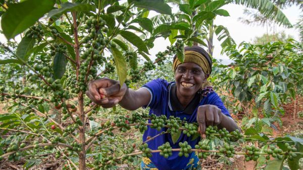 Kaffeebäuerin zwischen den Kaffeepflanzen