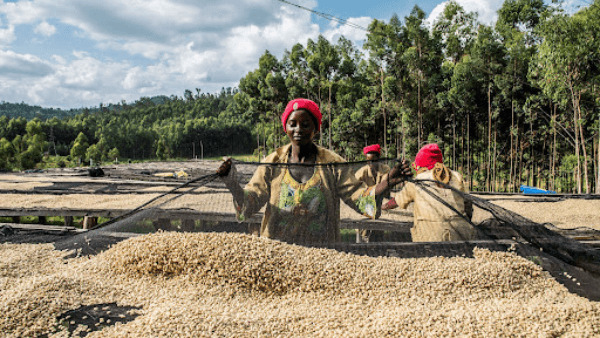 Kaffee trocknen im Trockenbett in Maraba.