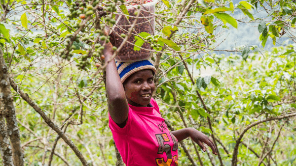 Bäuerin mit Korb voller Kaffeekirschen auf dem Kopf.