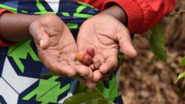 Hand mit Kaffeekirschen