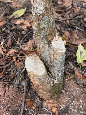 Pruning - Beschnitt von Kaffeebäumen
